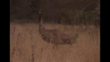Emus Running In Slow Motion