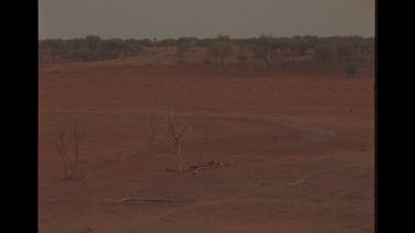 Far Away Shot Of Two Dingo And Kangaroo Carcass