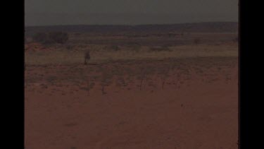 Dingo Walking In the Outback In The Distance
