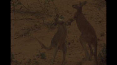 Two Young Kangaroos Fighting