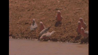 Group Of Galahs Around Watering Hole