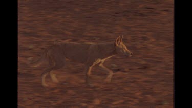 Single Dingo Walking In The Outback