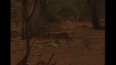 Single Dingo Walking In The Outback