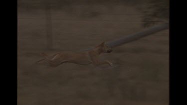 Dingo Chasing Prey