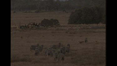 Dingo Chasing Sheep
