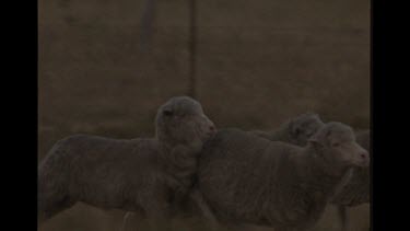 Sheep Running From Dingo