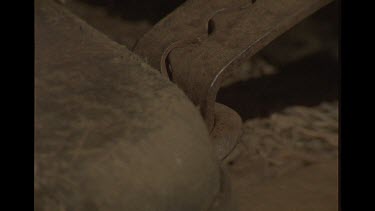 Farmer Setting An Animal Trap