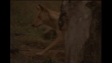 Dingo Mother In The Bush