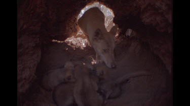 Female Dingo In Tree Trunk Lair Returning To Her Newborn Pups