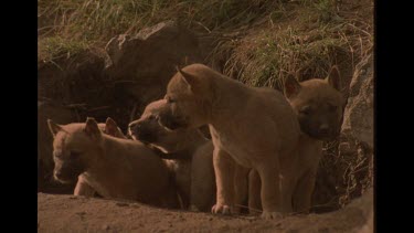 Dingo Puppies Looking Out From Lair