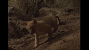 Dingo Puppy Looking Out From Lair