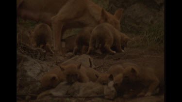 Dingo Pups Mauling A Dead Rabbit, Mother In Background