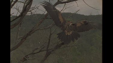 Wedge Tailed Eagle Landing In Tree
