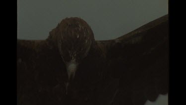 Close Up Of Wedge Tailed Eagle On The Hunt