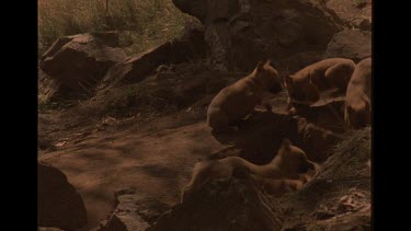 Dingo Puppies Running Back Into Lair, Danger Lurking