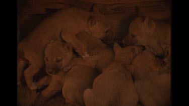 Startled Dingo Puppies In Lair Upset