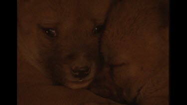 Beautiful Close Up Of Two Dingo Pups Cuddling