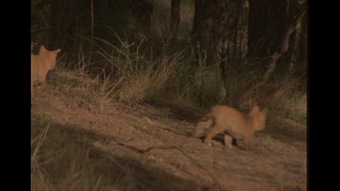 Puppies Following Dingo Mother In Bush