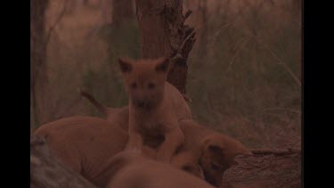 Dingo Puppies Playing In The Bush