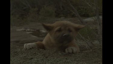 Dingo Puppy Trying To Follow Mother Up From Creek