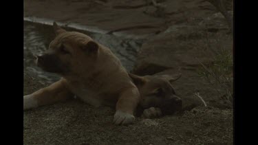 Dingo Puppies Trying To Follow Mother Up From Creek, One Succeeds, One Doesn't