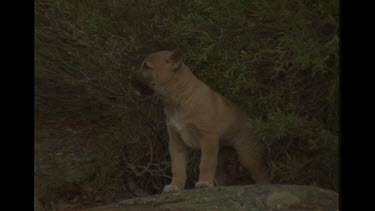 Dingo Puppy Too Scared To Follow The Rest Through Creek, Calling For Mother