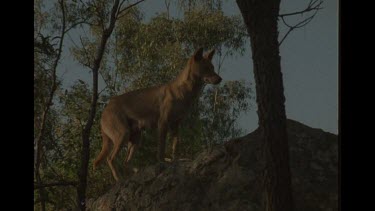 Dingo Mother On Rock Watching Her Helpless Pup