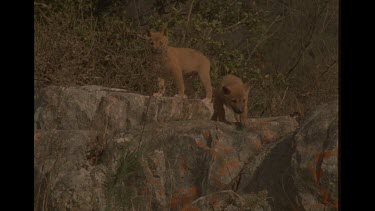 Dingo Puppies On Rock, One More Brave Than The Rest