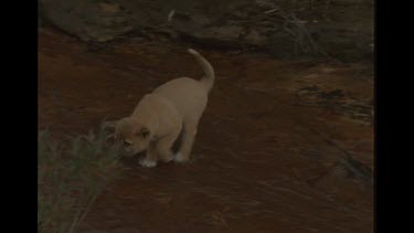 Dingo Puppy Trying To Follow Mother Up From Creek