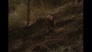 Dingo Pup Lost In the Bush