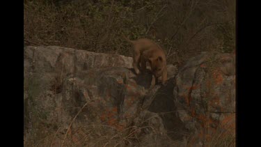 Last Puppy Dingo Picking Up The Rear Of His Mother And Siblings