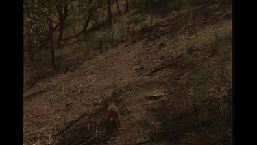 Mother Returning For Her Lost Pup Dingo In Bush