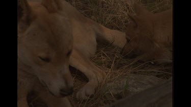 Touching Shot Of Mother And Her Baby Dingo Playing In Bush