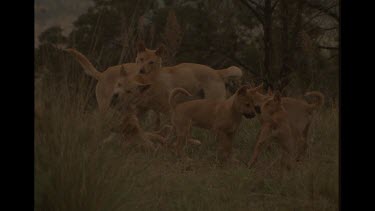 Dingo Adults And Puppies All Play Fighting