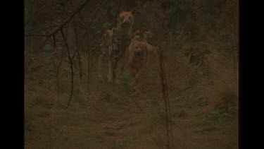 Dingo Adults And Puppies Running Through The Bush