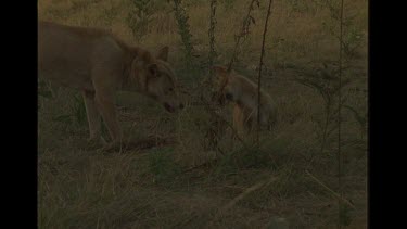 Dingo Eating Rabbit, Puppy Trying To Pacify For Food