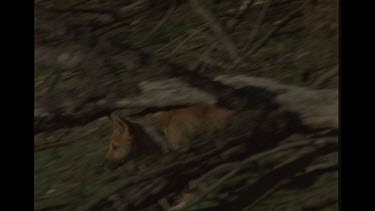 Dingo Pup Lost In the Bush