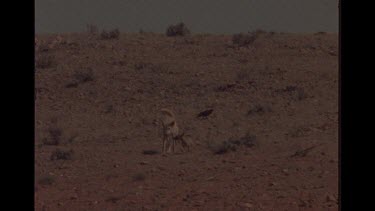 Mother And Dingo Pup In the Outback