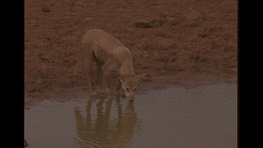Two Dingoes With Bloodied Faces Drink Water From Watering Hole