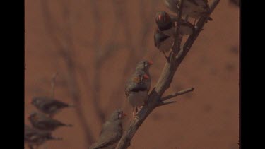 Group Of Zebra Finch's On Branch In The Australian Outback