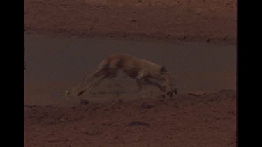 Dingo Mother And Puppy In Farmland Watering Hole, Mother Hurt Seen Scampering Off