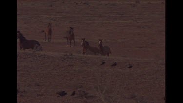 Brumby Horses In The Outback