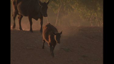 Cow And Calf In The Outback