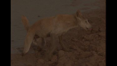 Emaciated Dingo Trying To Drink In Dried Up Watering Hole