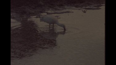 Spoonbill Drinking Water, Reflection Of Dingoes In The Water
