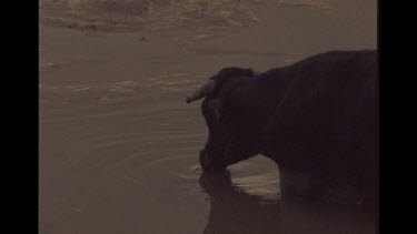 Cow Drinking In Muddy Watering Hole