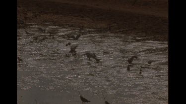 Birds In Muddy Watering Hole, Sun Reflecting Off Water
