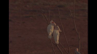 Two Cockatiels Kissing On Branch, Really Cute Shot