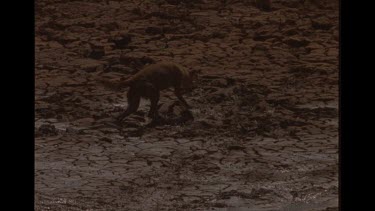 Emaciated Dingo Trying To Drink In Dried Up Watering Hole