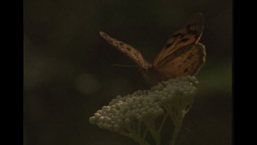 Close Up Of Butterfly On Flower